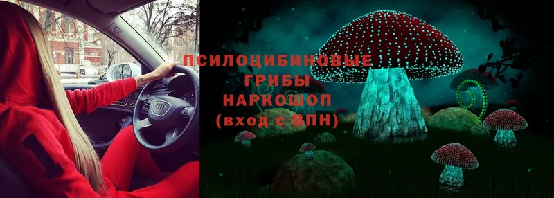 Псилоцибиновые грибы Cubensis  Буйнакск 